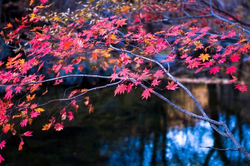 官方下载渠道展示